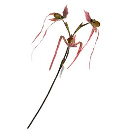 Orhideja III, H78cm
