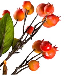 Zars Sorbus L Orange, H55cm