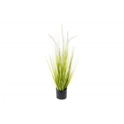 Dogtail grass в пластиковом горшке, H64cm