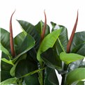 Artificial ficus Robusta, H120cm