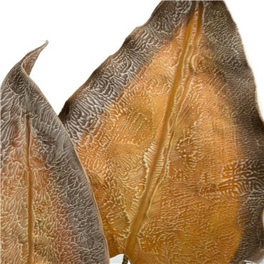 Medera OR, H90cm