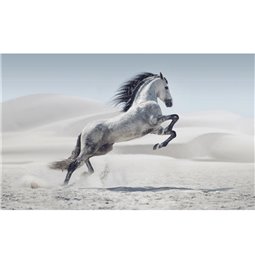 Picture Wild horse, 80x120cm