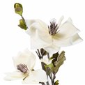 Декоративное растение Helleborus, A01 бежевый/зеленый, H120см