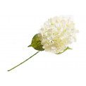 Hortenzija Phlox Adessa white, H62cm