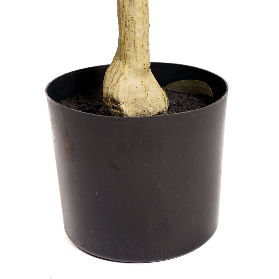 Decorative plant Barberis Green in pot, H140cm, D65cm