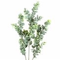 Dekoratīvs augs Berberis Green/white, zaļš/balts, H65cm