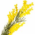 Decorative plant Mimoza Yellow, H86cm
