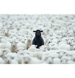 Canva Black Sheep, 80x120cm