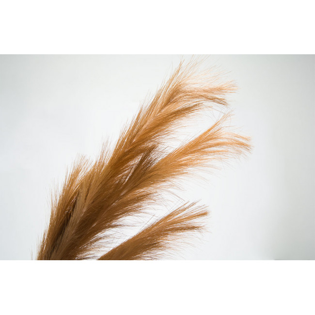 Decorative plant Alopecurus, brown colour, H110cm