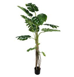 Dekoratīvs augs Monstera, 180cm