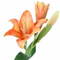 Декоративнй цветок Lily orange 5, зеленый/оранжевый, H94cm