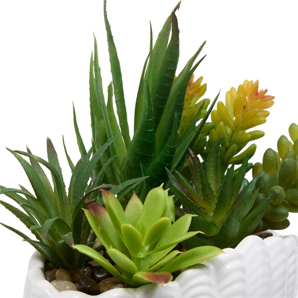 PLANTE COQUILLAGE OCEA, H20x14.5x10cm