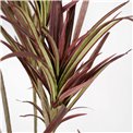 Декоративное растение Dracena, 180cm