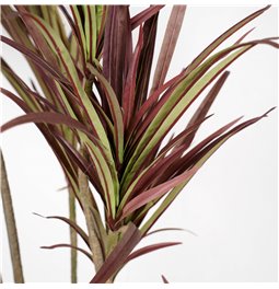 Decorative plant Dracena, 180cm